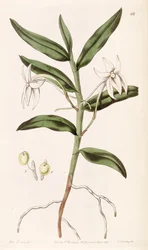 Angraecum mauritianum (als syn. Angraecum gladiifolium)